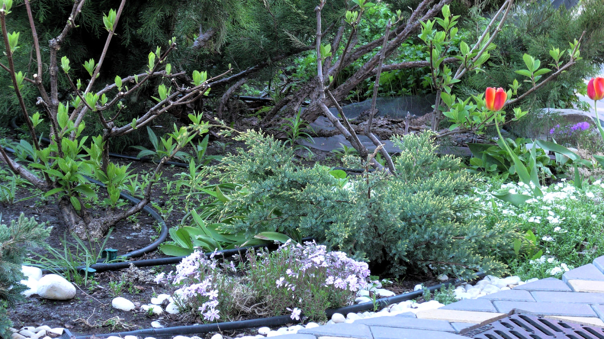 Можжевельник чешуйчатый 'Holger'. Фото автора канала Дом с кипарисами
