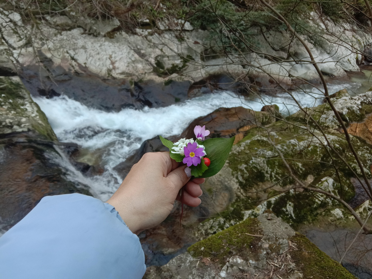 цветы в январе! Ущелье Черниговка