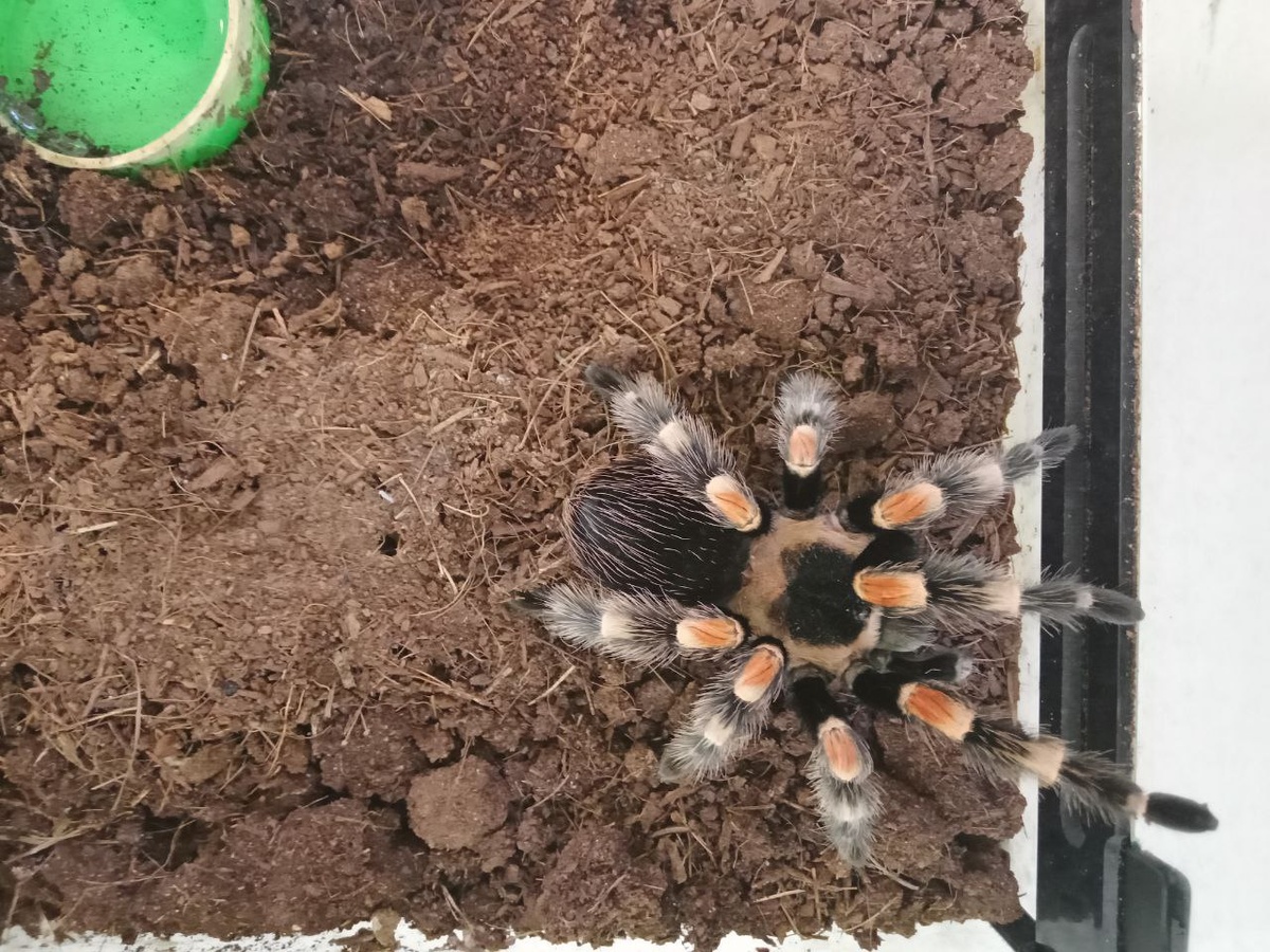 Brachypelma smithi.
