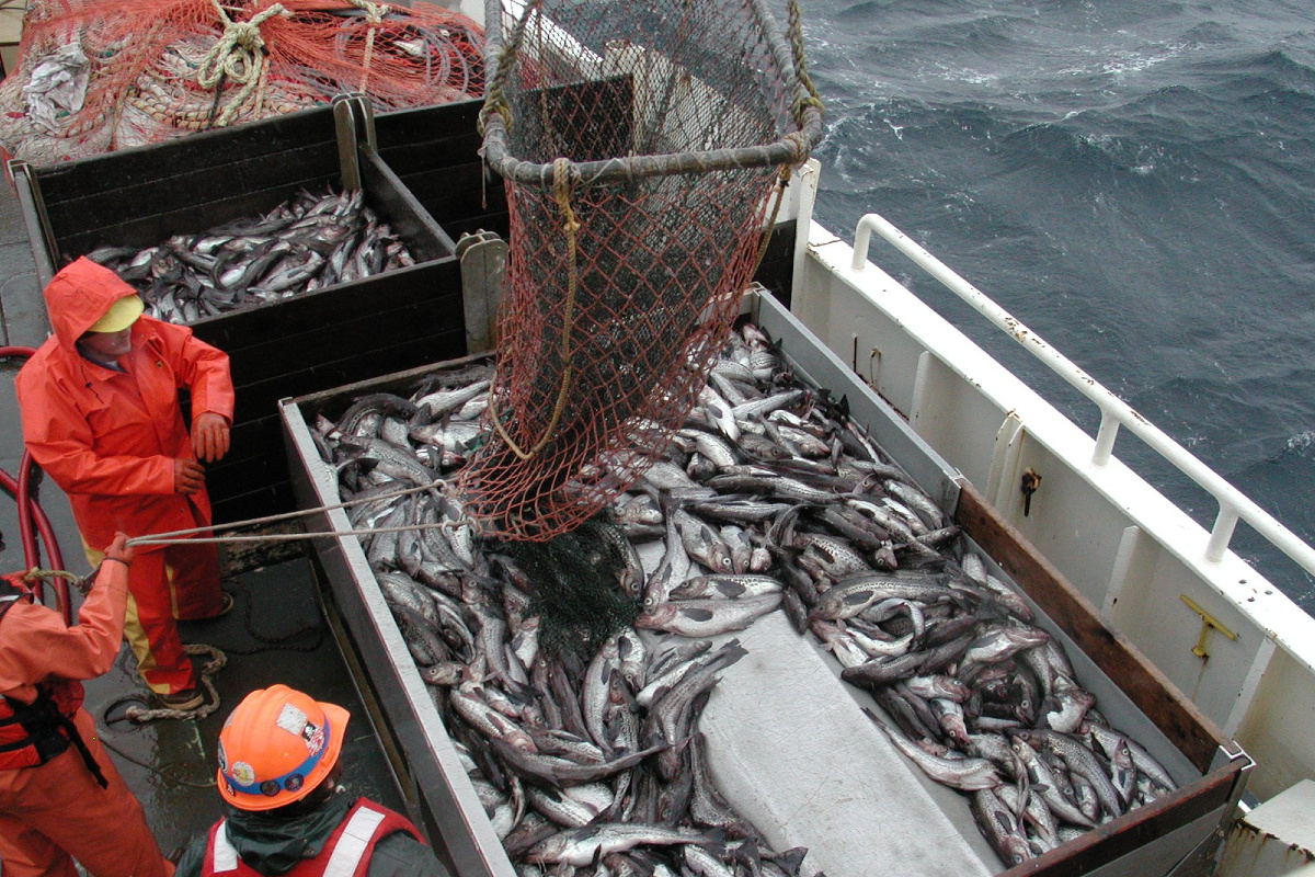 На рекордное потребление минтая повлияло, в том числе, увеличение его добычи. Фото: Allen Shimada/Wikipedia/Public Domain