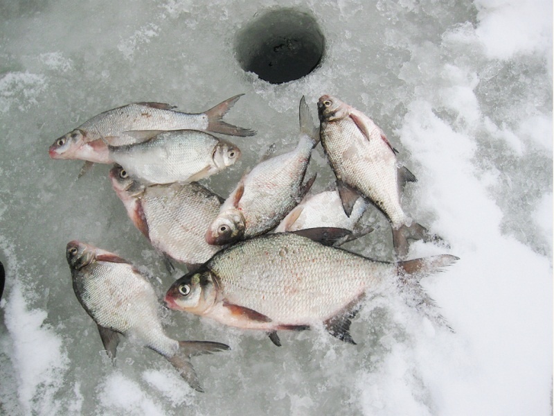 Зимние подлещики