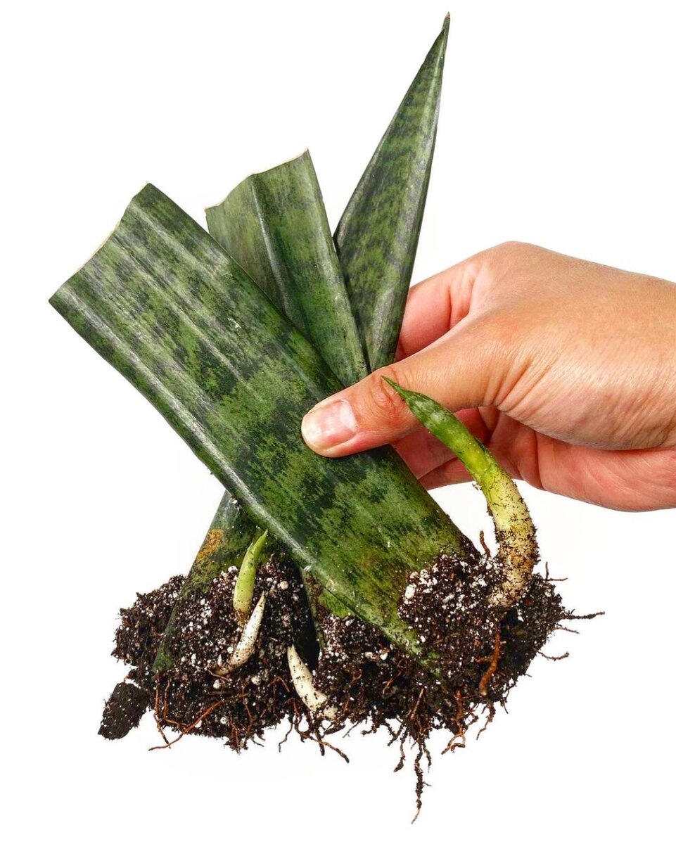 Фото из свободных источников