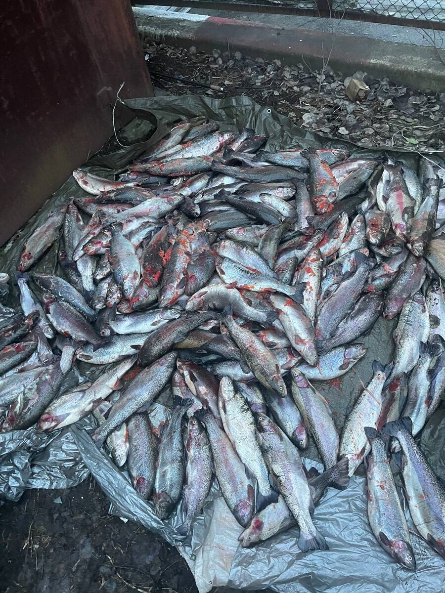 чей-то улов. фото из сети