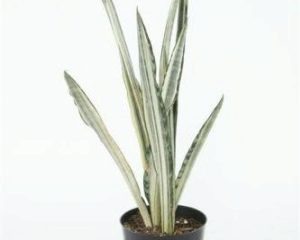 Фото с сайта stroy-podskazka.ru