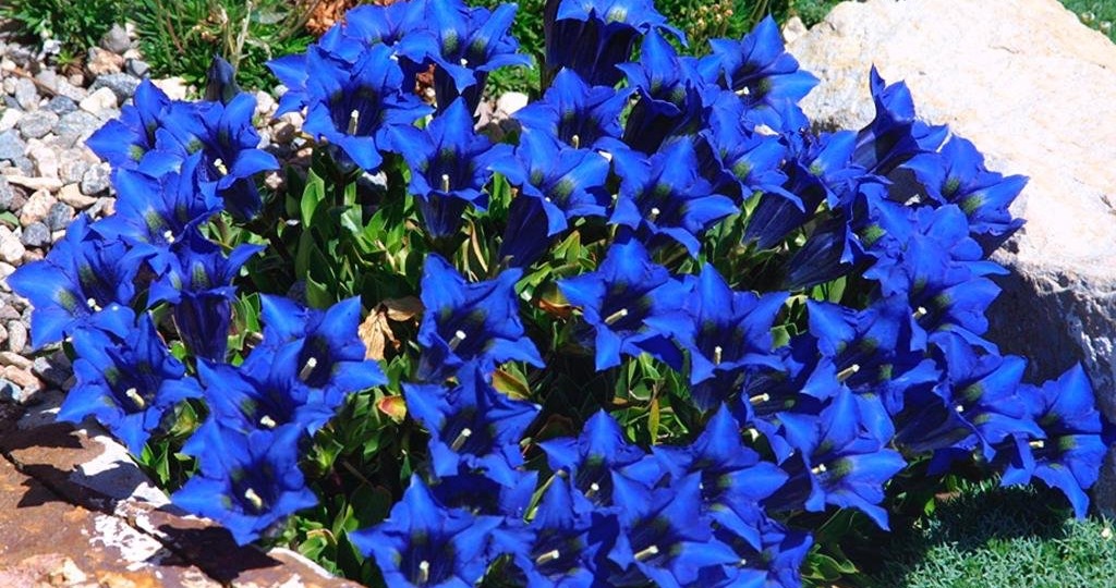 Горечавка: синее чудо в вашем саду