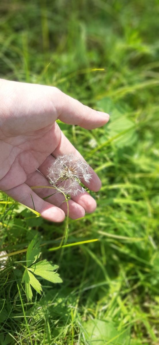 Лето, одуванчик