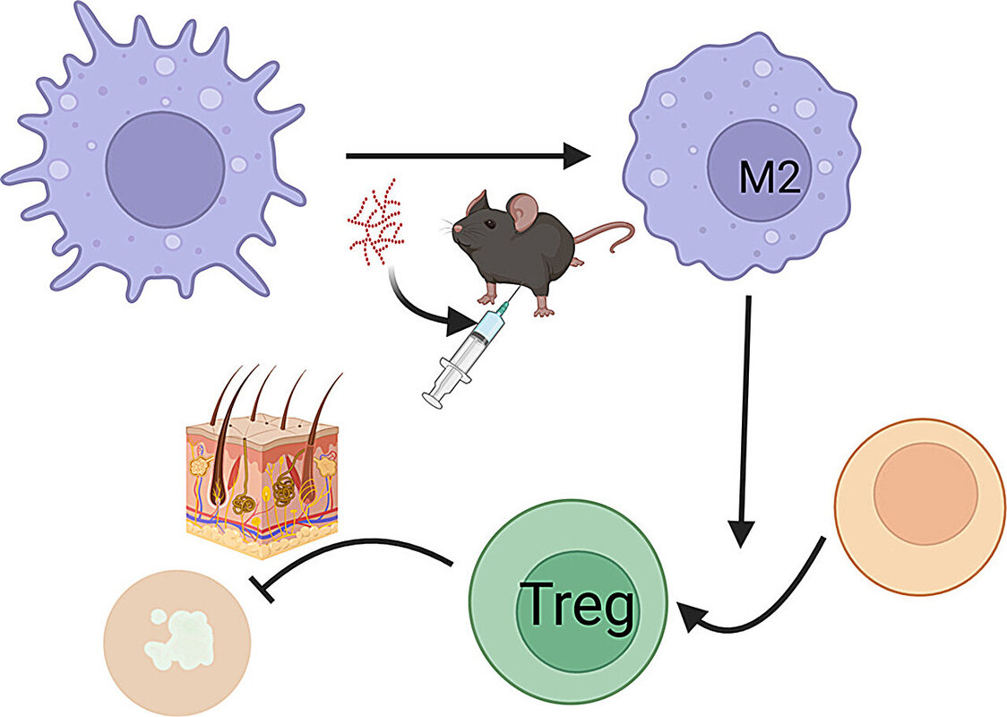 Иллюстрация: Journal of Investigative Dermatology (2024). DOI: 10.1016/j.jid.2024.12.006