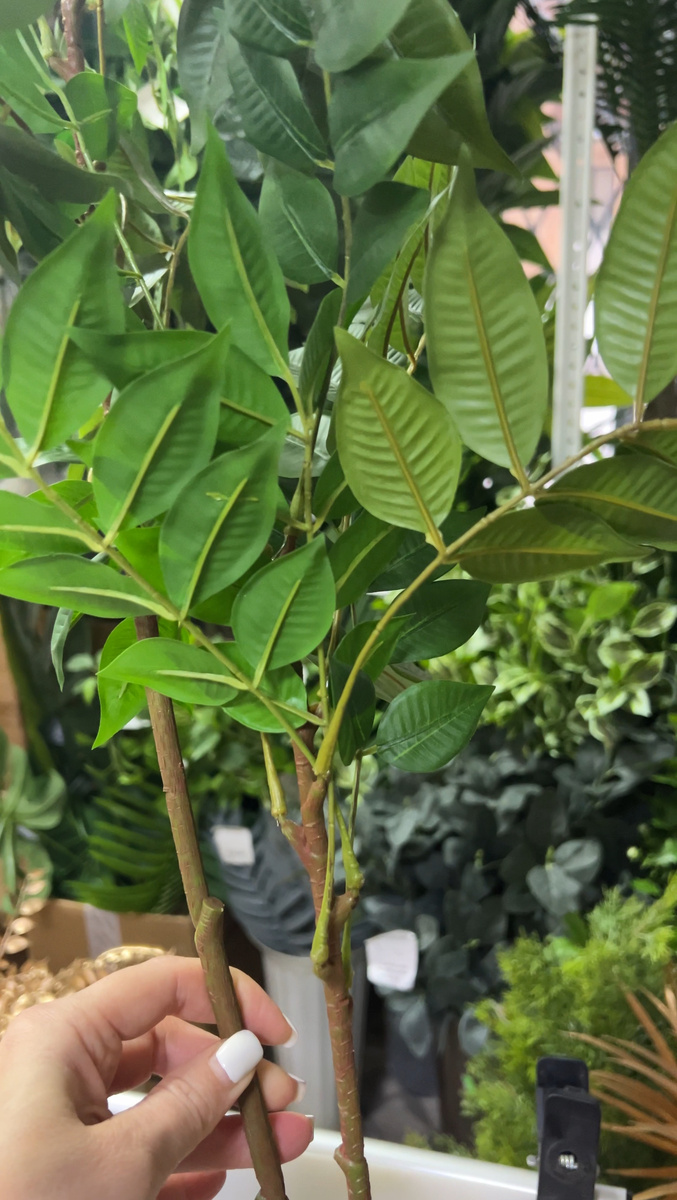 Разновидностей фикуса много, по цвету и размеру