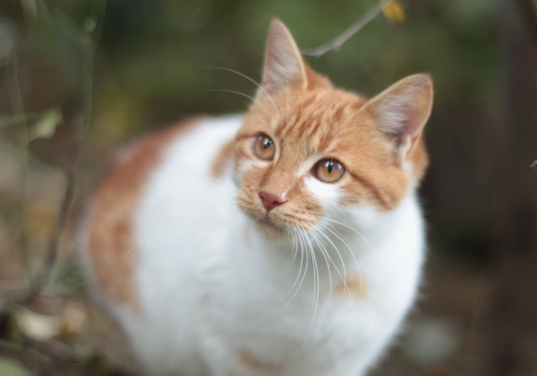 Фото для иллюстрации из сети Интернет.