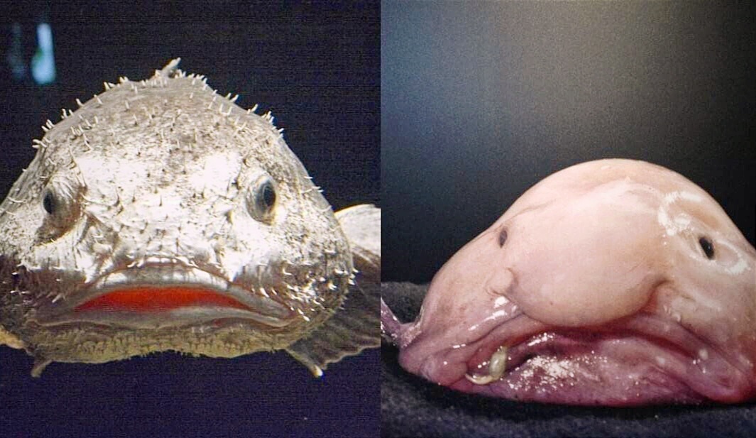 Подобный эффект можно наблюдать у рыбы капли при поднятии на сушу, однако у человека он все же будет в несколько раз слабее.