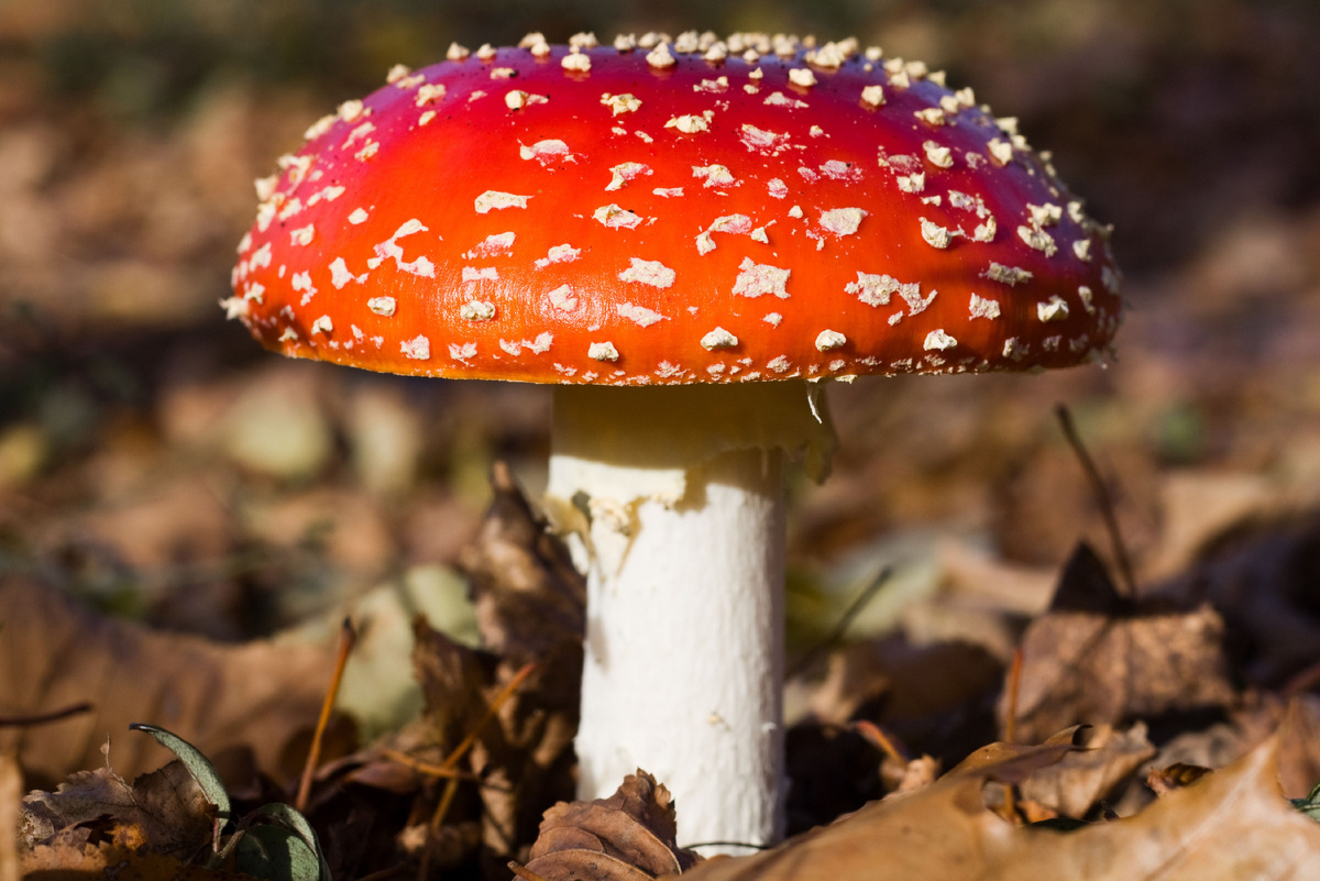 Источник фото: Canva