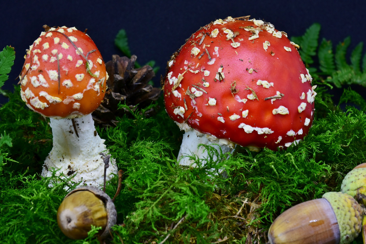 Источник фото: Canva