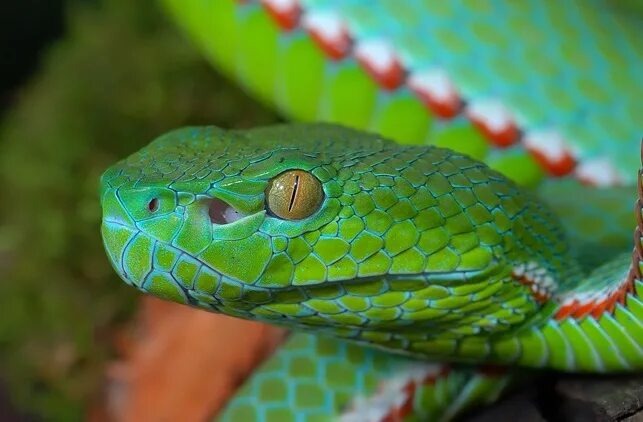 Термолокаторы