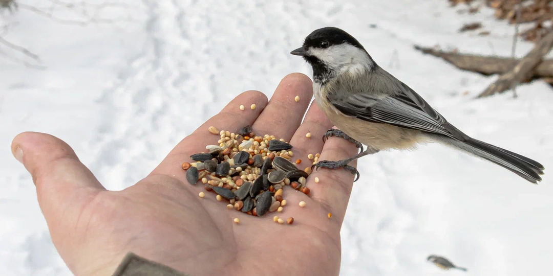 7 правил кормления птиц зимой