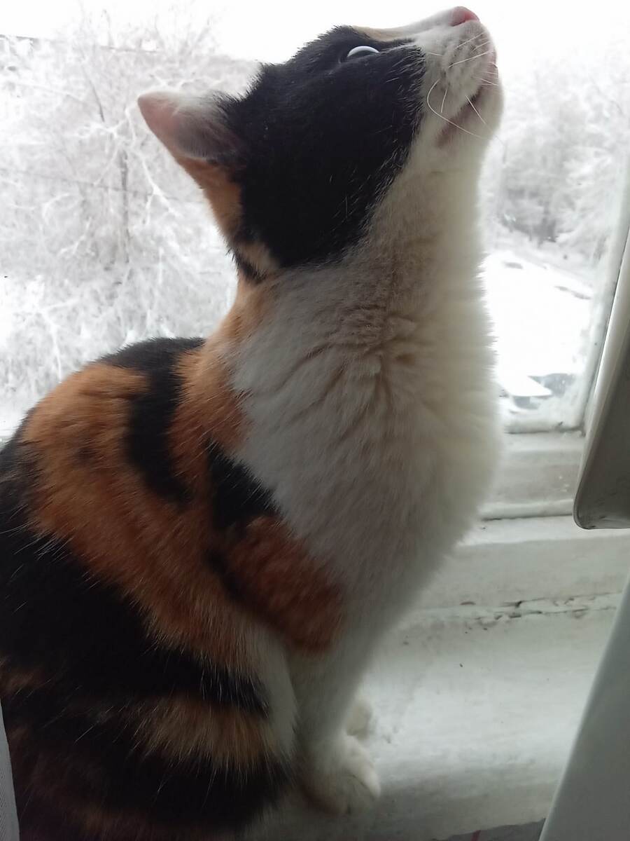 Не-Талия Реприза