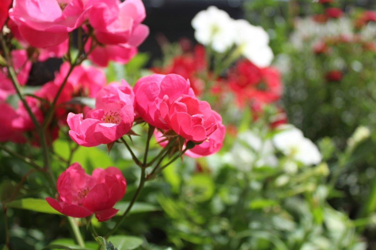 Роза Анжела (Rosa Angela)