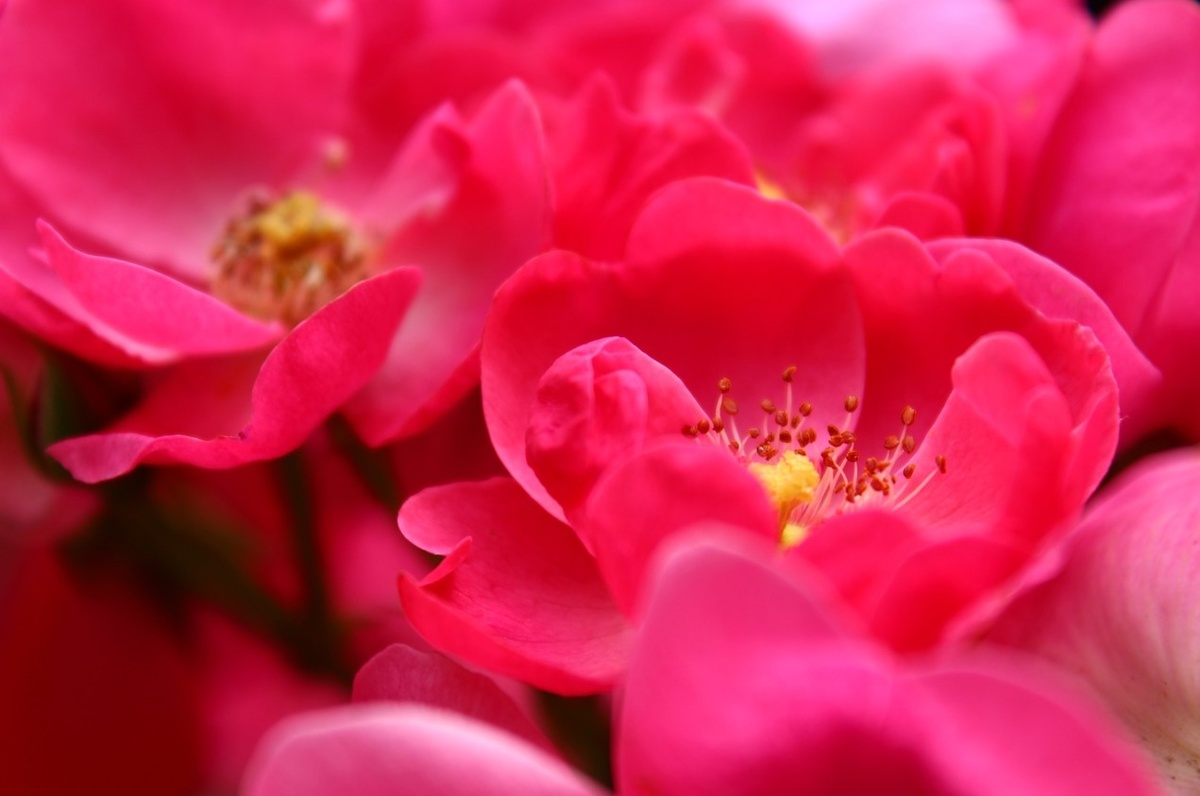 Angela (KORday, Angelica)— флорибунда. Розы Kordes