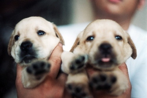 Фото Яндекс картинки.