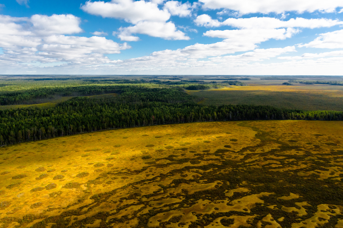 Васюганский заповедник. Граница леса и болота. Автор фото Кандинский Д.М.