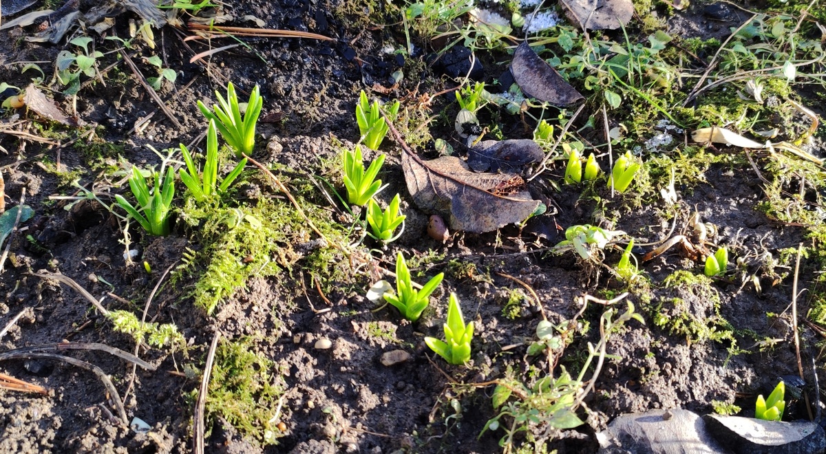 Птицемлечник