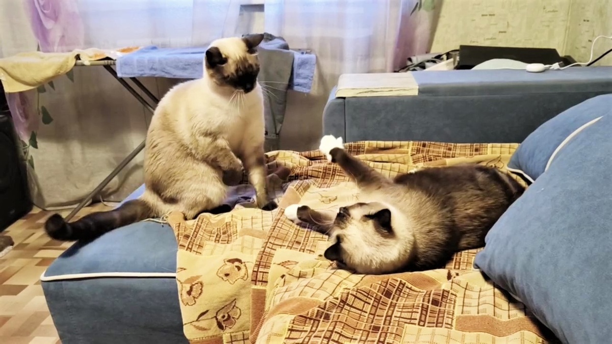 Стоп-кадр видео Ксюши БЕКИРОВОЙ)