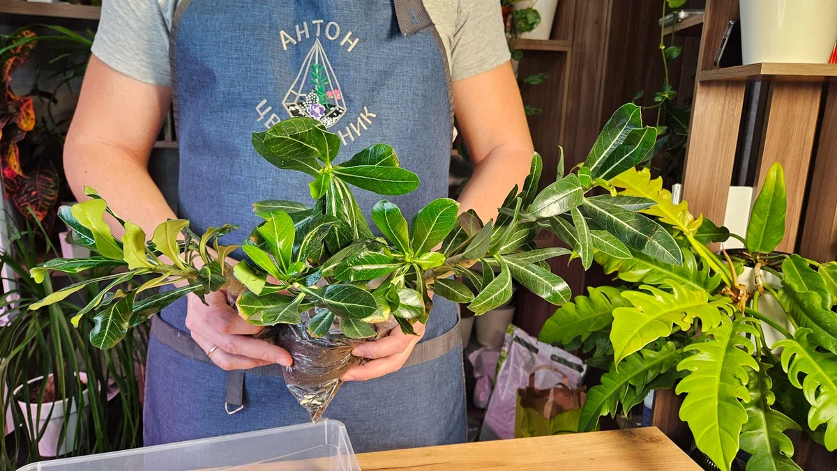 Посмотрите какие шикарные