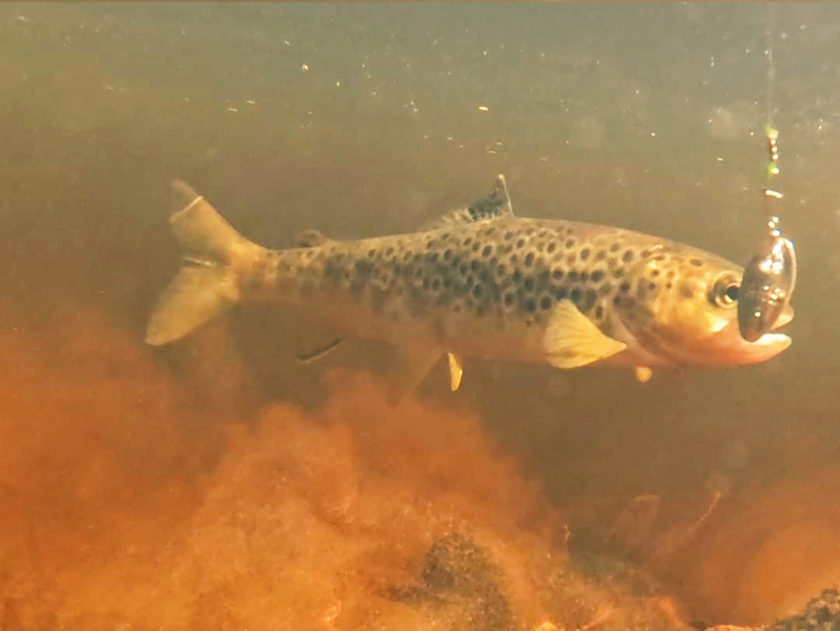 Пятнистая красавица польстилась на Smith AR-S