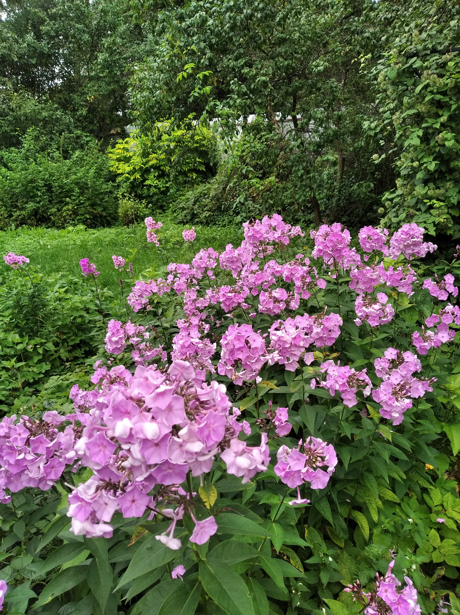 Неприхотливые многолеетние цветы. Флоксы. Из личного архива. 