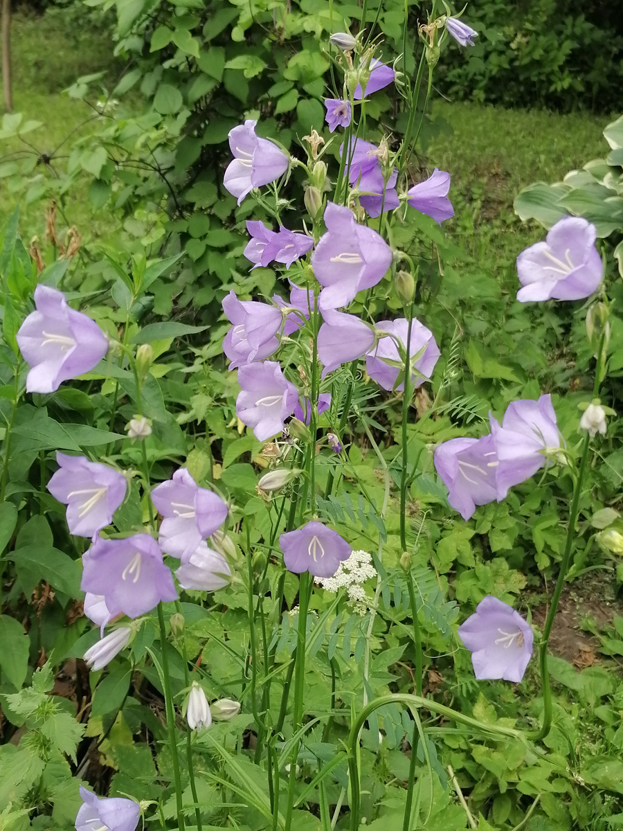 Колокольчик персиколистный. 