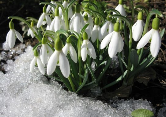 Подснежники (галантус) dkradiy.ru