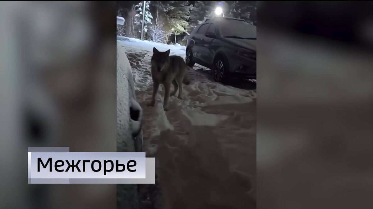    Жители башкирского города Межгорья снова пожаловались на нашествие волков