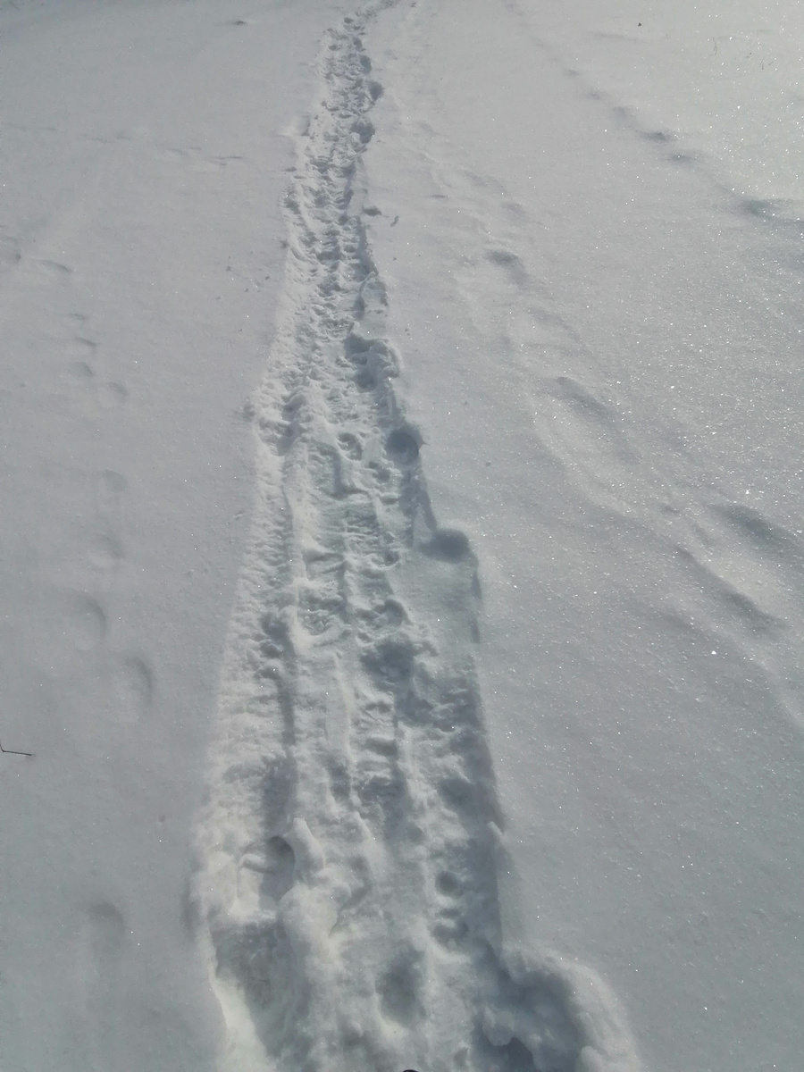 Моя тропка на работу, первые метров 200. Дальше нормальная дорога. 