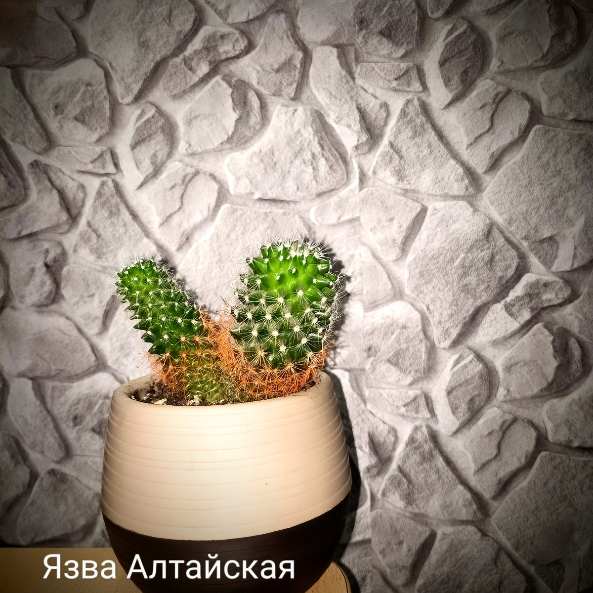 Кактус. Пока был маленький, все иголки были оранжевыми, а сейчас вырос, и всё, только снизу остались яркие иголочки. 