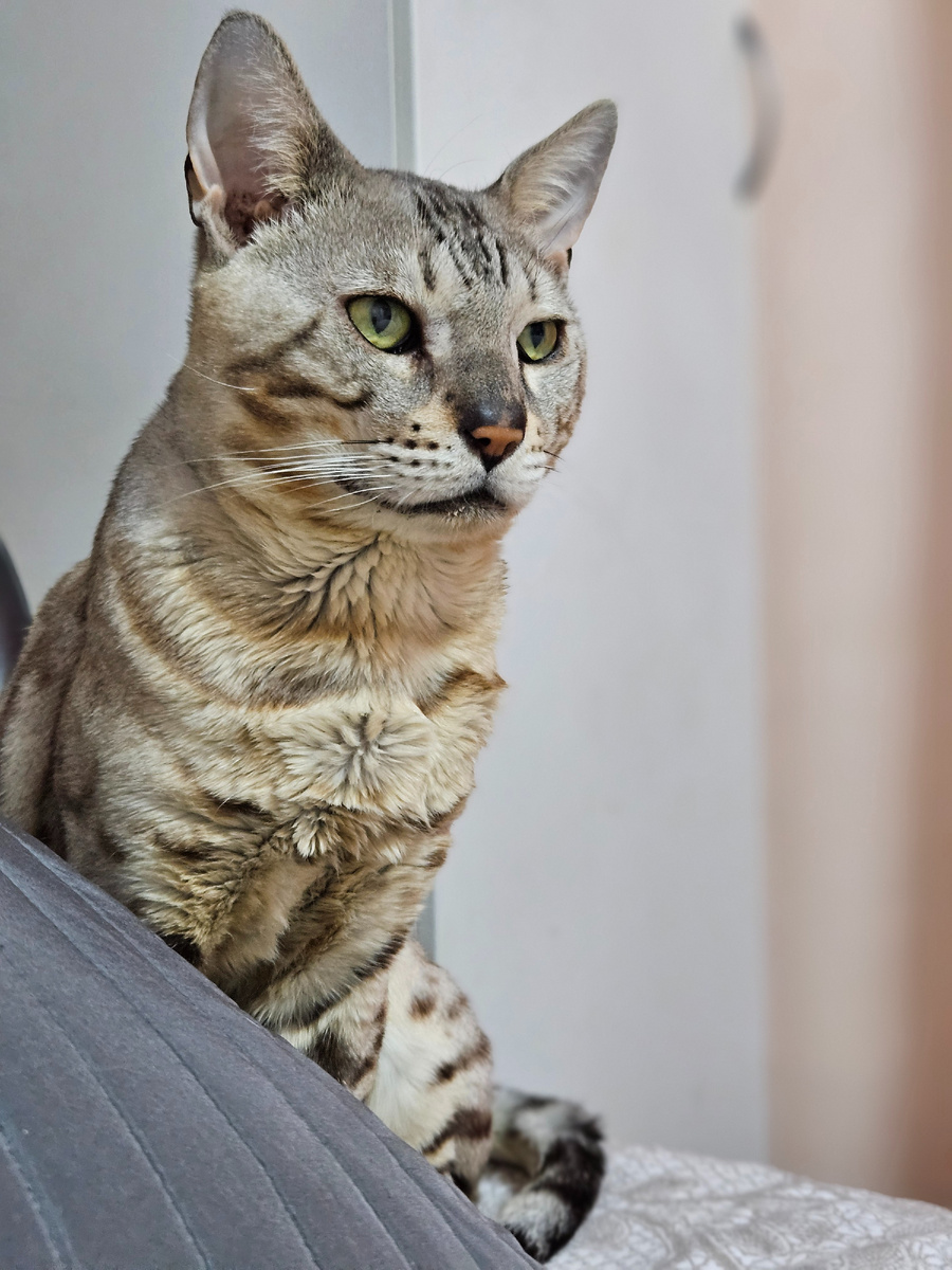 Знакомьтесь- непушистый неконтактный красавец, мой кот Лео.