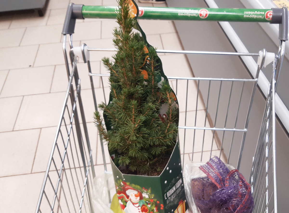 Новогодня Коника из пятерочки