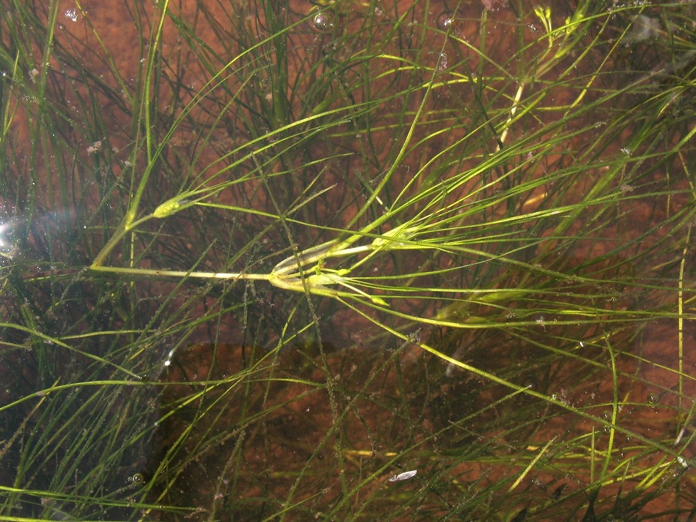 Руппия морская (Ruppia maritima). Источник: Николай Шадрин