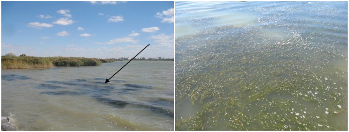 Заросли руппии в гиперсоленом озере Мойнаки (Западный Крым). Источник: Николай Шадрин