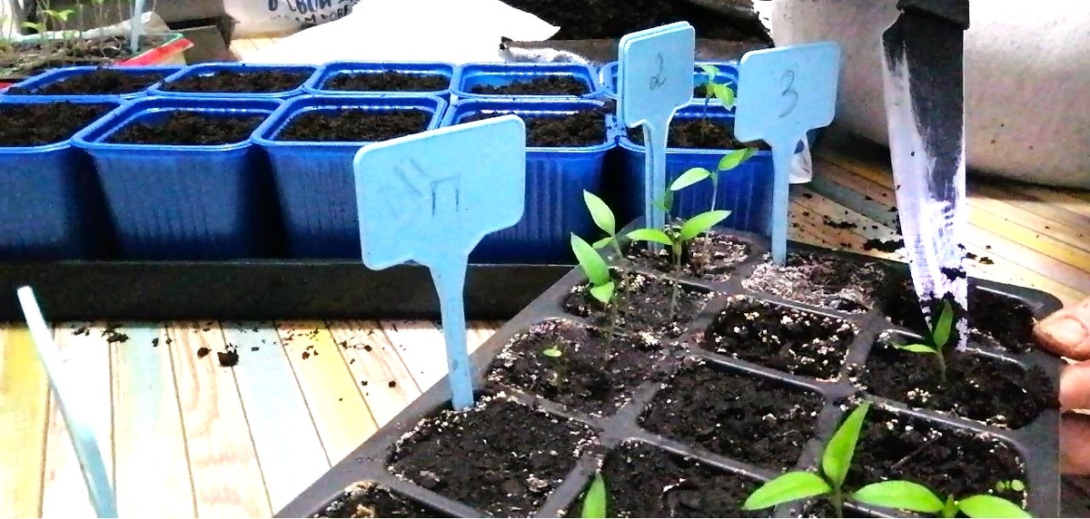 Пикировка рассады перцев