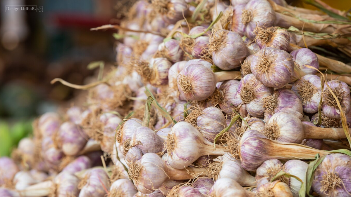 https://www.freepik.com/free-photo/garlic-background_4284280.htm#fromView=search&page=2&position=2&uuid=560cd1e8-4093-40fa-b5d0-a594642c6f4a&query=garlic+garden%2C+field