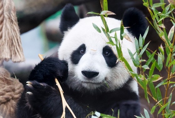    Панда Катюша