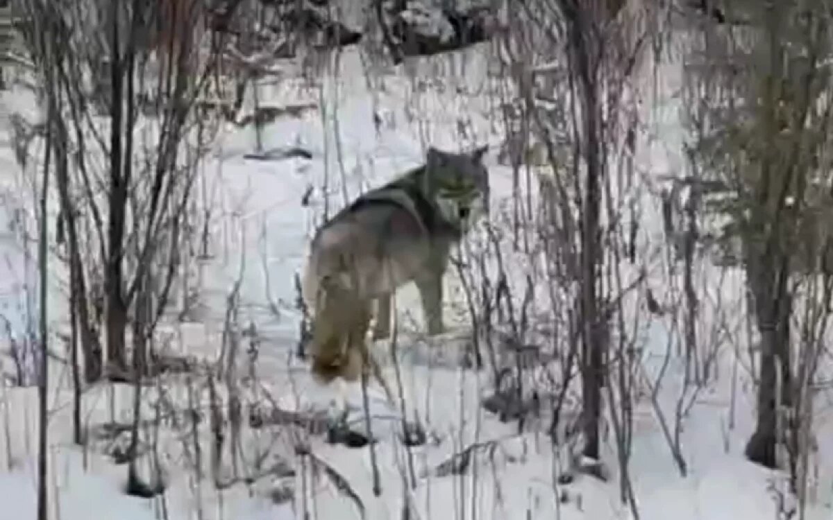    Волк вышел к людям в Тункинском районе Бурятии