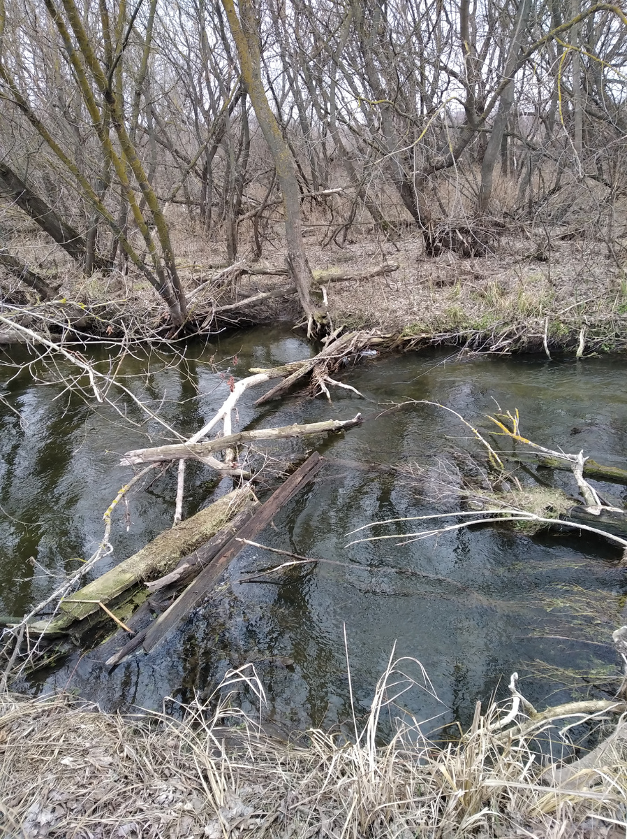 У бобров тоже работа кипит.