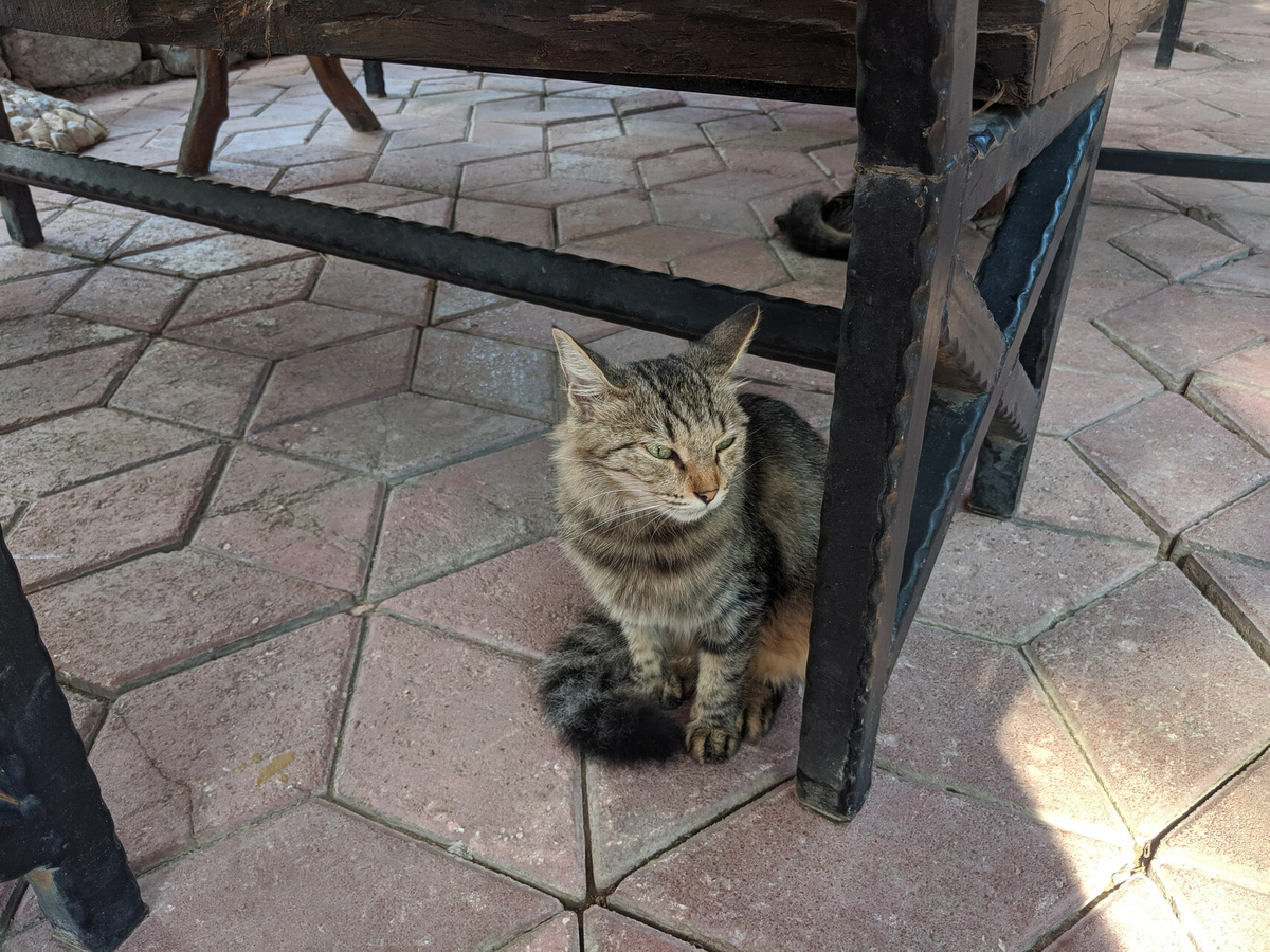 Все фото - из личной коллекции фотографий уличных кошек из различных путешествий.