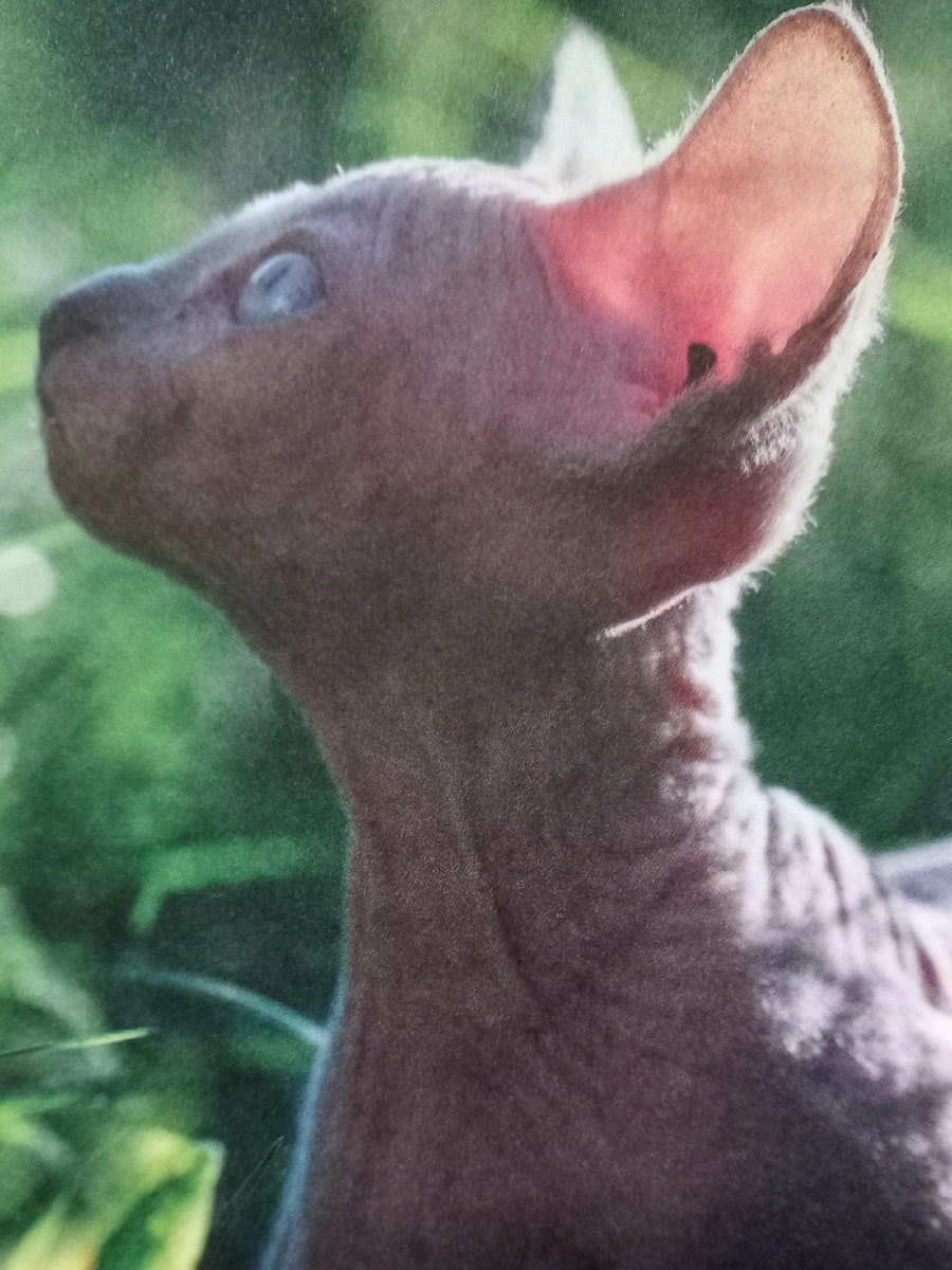 Фото мое, из моей книги про кошек