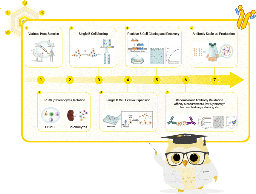 Кроме того, технология SMab позволяет генерировать антитела, нацеленные на широкий спектр антигенов, включая неиммуногенные и токсичные антигены, тем самым расширяя ее применение в различных исследовательских приложениях.


Схема разработки антител SMab от компании Abclonal