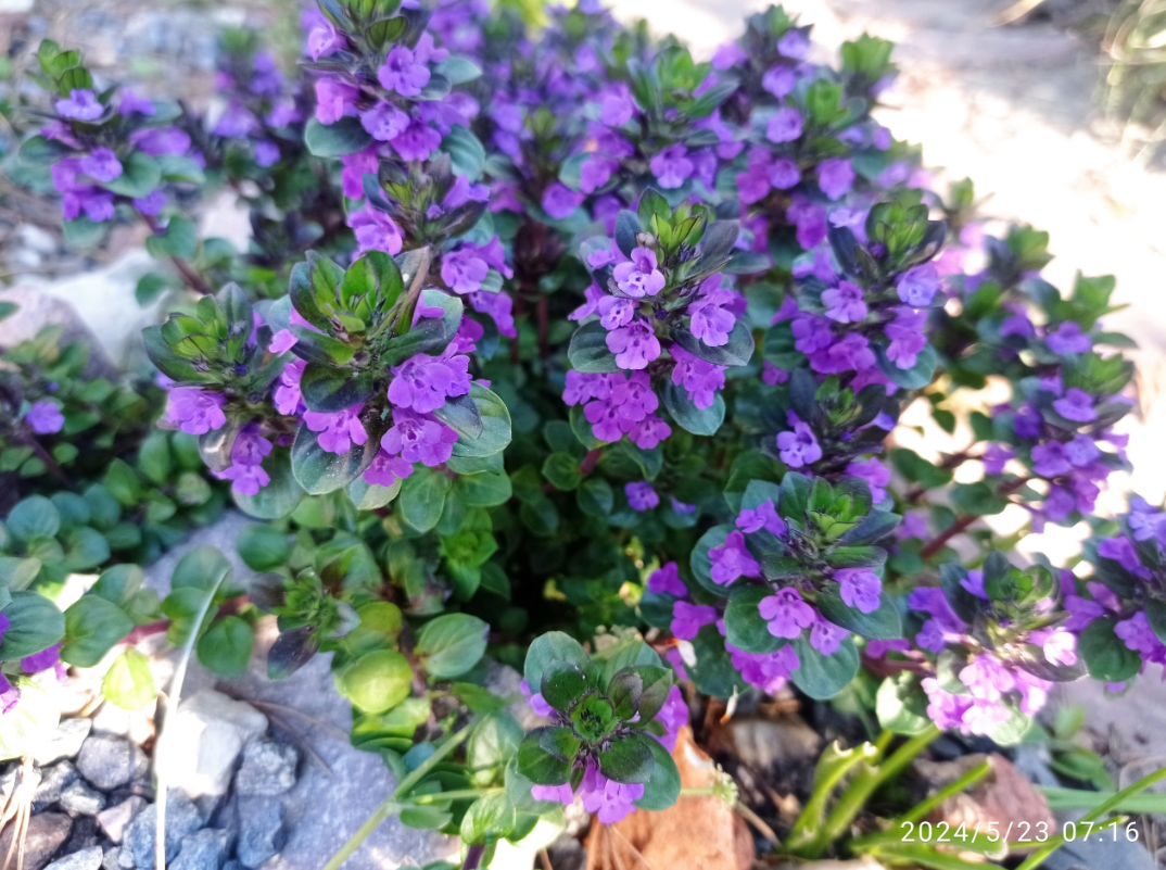 в начале лета обильное цветение, не срезала,ждала смена. Потом скромнее.