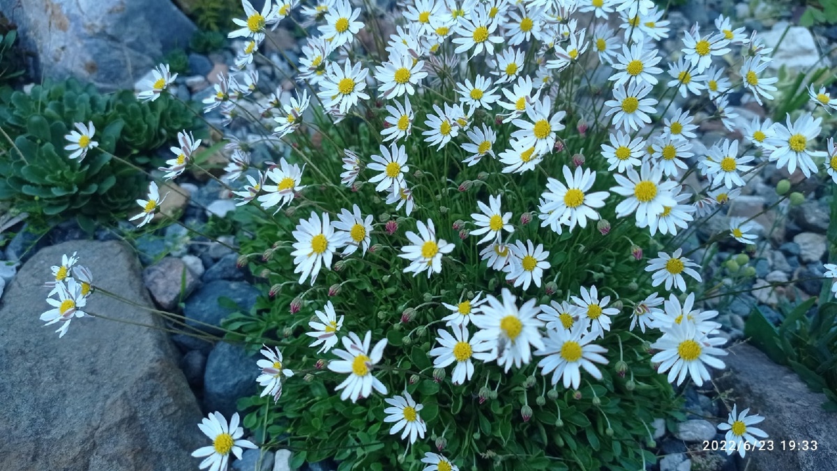 мелколпестниик