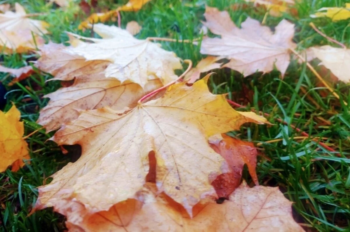    Вокруг самой крупной школы Салехарда планируется обустроить новые газоны