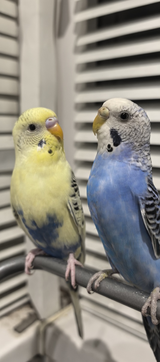 Вашему вниманию : Ричи и Чия вездесрущие 🤗