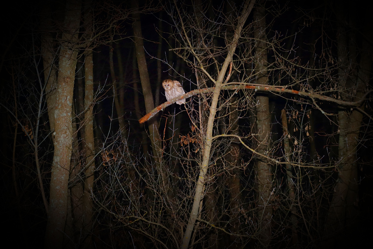 В темном, темном лесу... 